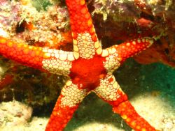 Taken at Sipadan, East Malaysia by Dennis Siau 